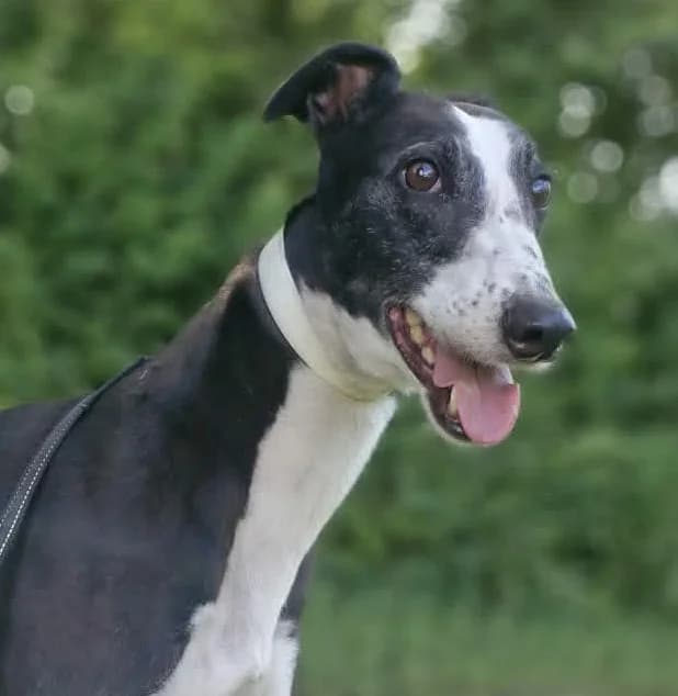 Ciara, female senior mixed breed for adoption at PAWS Animal Rescue, Cork