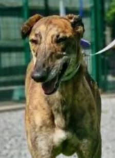 Danny, male 5yo mixed breed for adoption at PAWS Animal Rescue, Cork