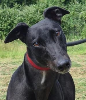 Paddy, male 5yo Mixed Breed for adoption at PAWS Animal Rescue, Cork