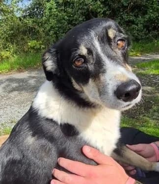Poppy, female Collie for adoption at PAWS Animal Rescue, Cork