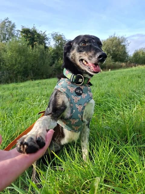 Poppy, female Collie for adoption at PAWS Animal Rescue, Cork
