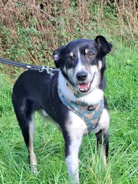Kayto, female Mixed Breed for adoption at PAWS Animal Rescue, Cork