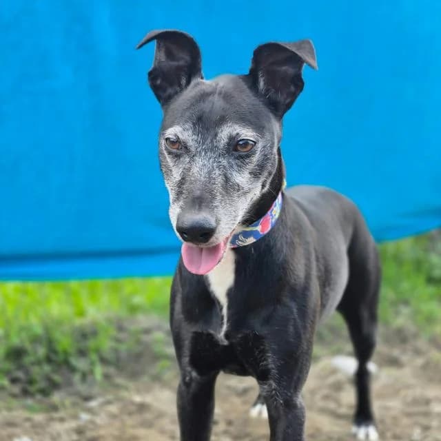 Bubbles, male Mixed Breed for adoption at PAWS Animal Rescue, Cork