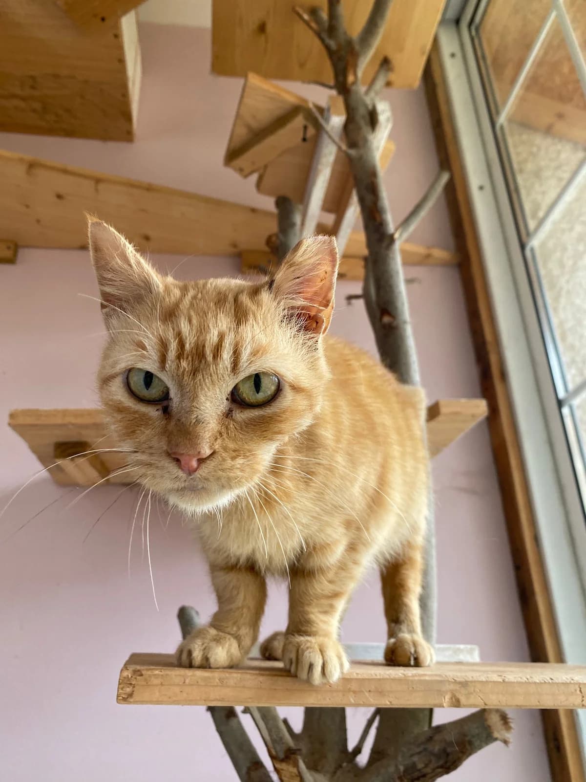 Dorothea, female Mixed Breed for adoption at Dublin