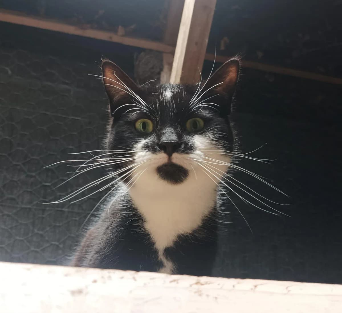 Santiago, male Mixed Breed for adoption at Dublin