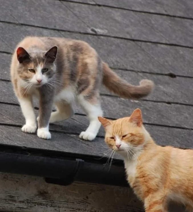 Barn cats/Outdoor cats, male Mixed Breed for adoption at Dublin