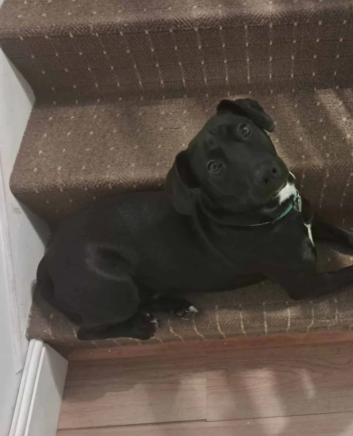 Alfie, male young Labrador Retriever for adoption at PetMatch Ireland