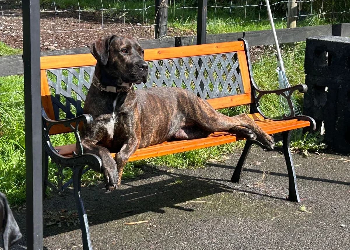 Ruby, male Staffordshire Bull Terrier for adoption at PetMatch Ireland