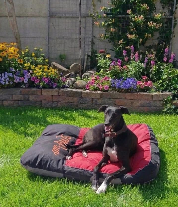 Bolt, male 5yo Lurcher for adoption at PetMatch Ireland