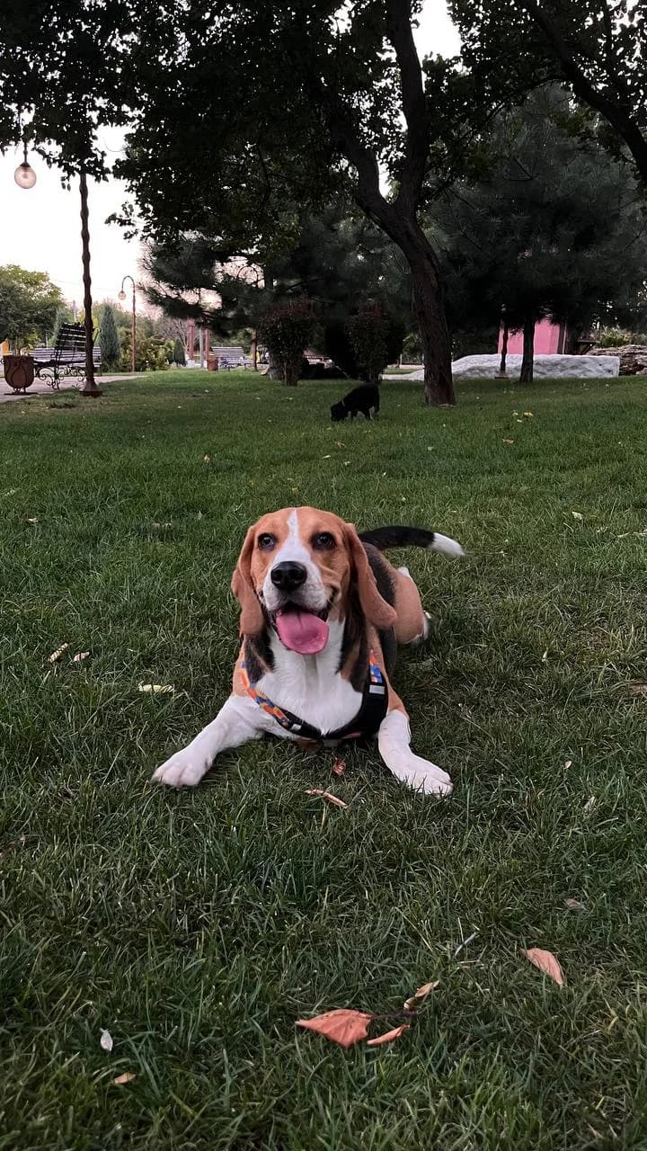 Monty, male Beagle for adoption at PetMatch Ireland