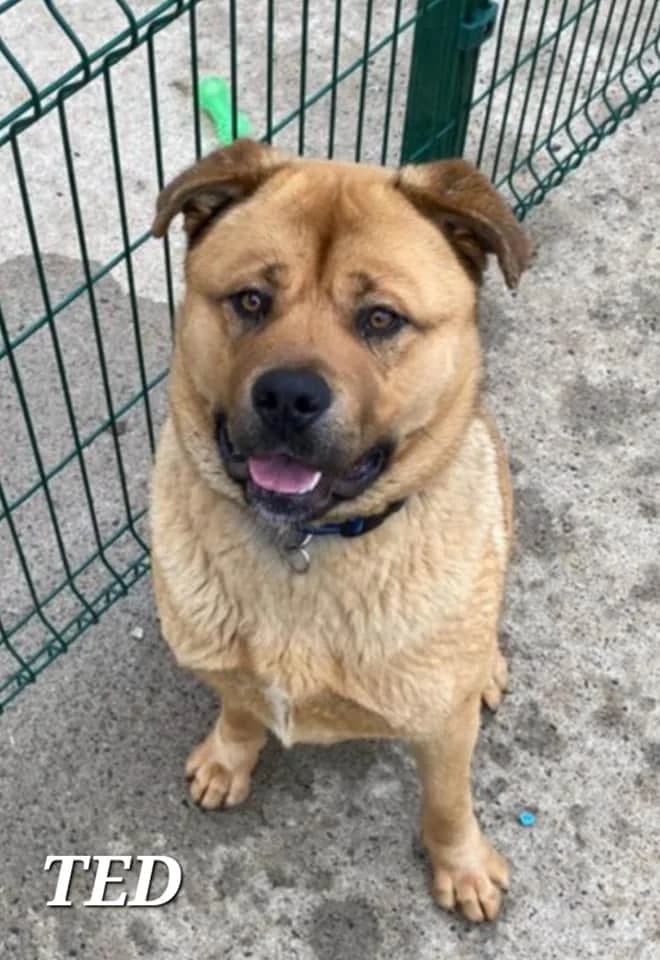 TED, male young Rottweiler for adoption at PetMatch Ireland