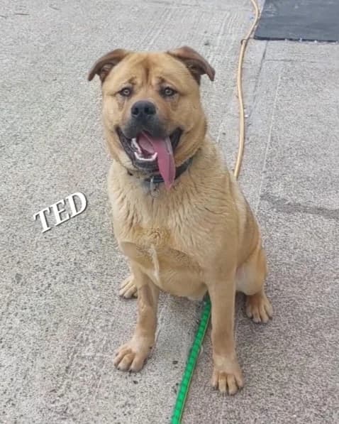 TED, male young Rottweiler for adoption at PetMatch Ireland