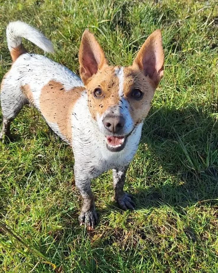 Bruce, male Mixed Breed for adoption at Renvyle Cat and Dog Rescue, Galway