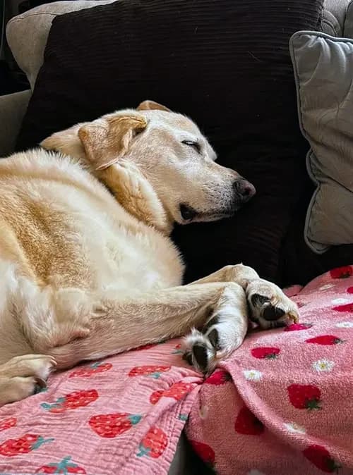 Cassie, female senior Mixed Breed for adoption at Renvyle Cat and Dog Rescue, Galway