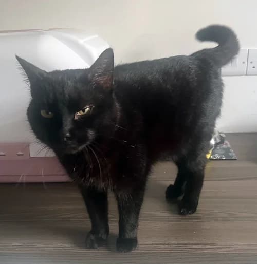 Fluffy, male Mixed Breed for adoption at Renvyle Cat and Dog Rescue, Galway