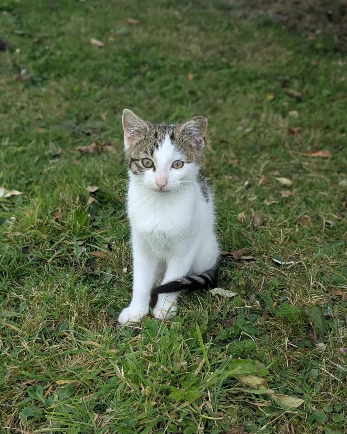 Four adorable kitten, female puppy Mixed Breed for adoption at Renvyle Cat and Dog Rescue, Galway