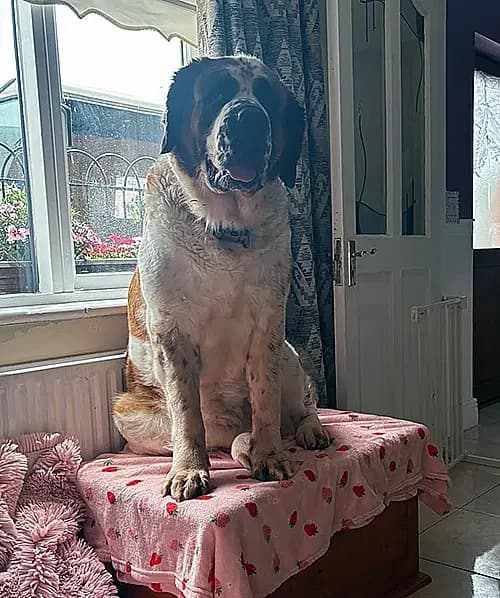 Skye, female Mixed Breed for adoption at Renvyle Cat and Dog Rescue, Galway