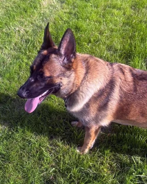 Stella, female 3yo Mixed Breed for adoption at Renvyle Cat and Dog Rescue, Galway