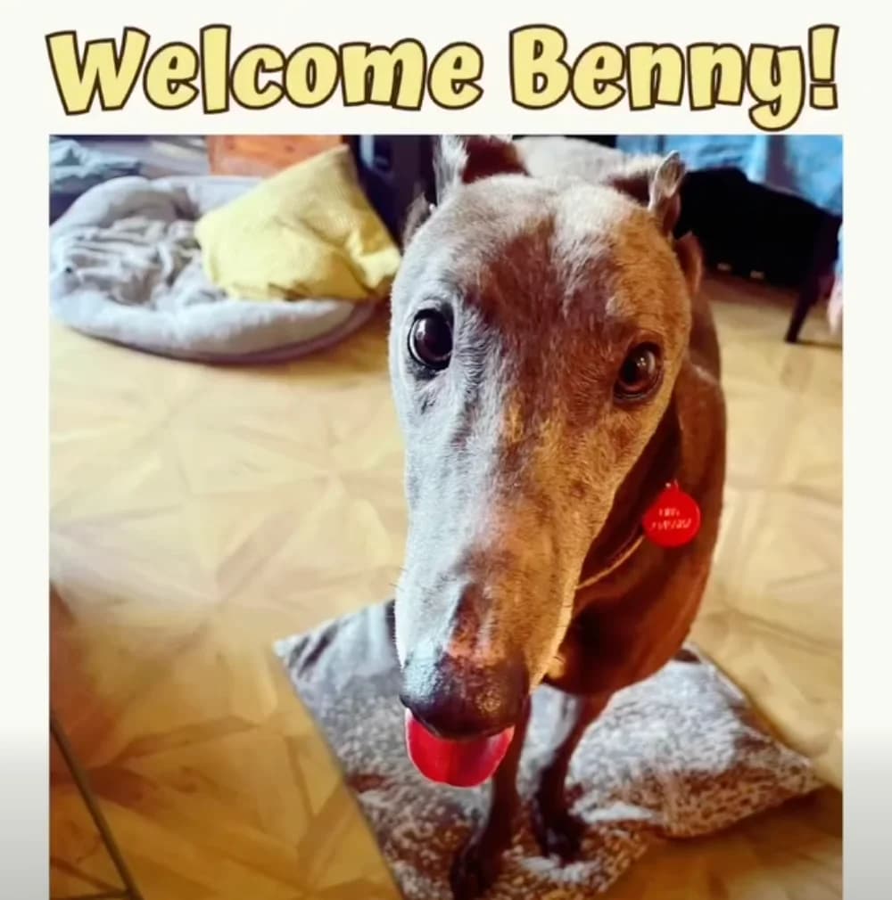 Benny, male 7yo Greyhound for adoption at RIGHT - Rehoming Irish Greyhounds Team, Dublin