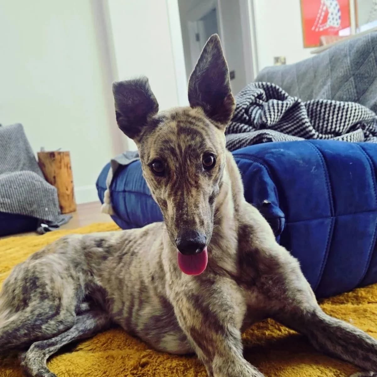 Adopt Jake, male Greyhound for adoption at RIGHT - Rehoming Irish Greyhounds Team, Dublin