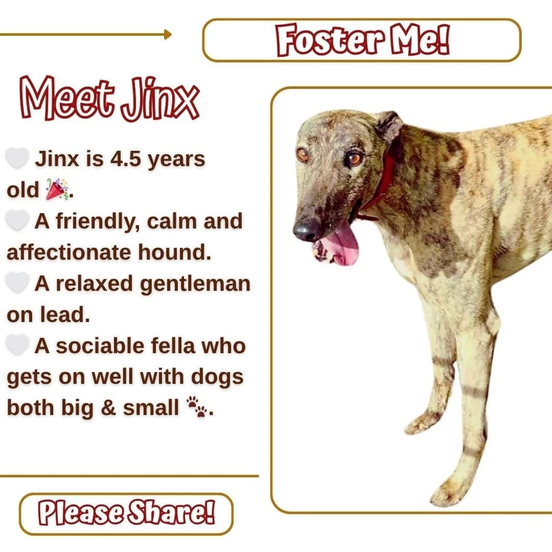 Adopt Jinx, male Greyhound for adoption at RIGHT - Rehoming Irish Greyhounds Team, Dublin