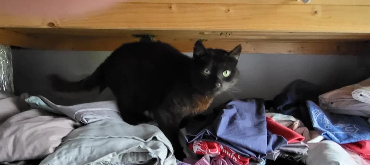 ROS2270, male senior Mixed Breed for adoption at Roscommon National CAT ADOPTION, Co. Roscommon