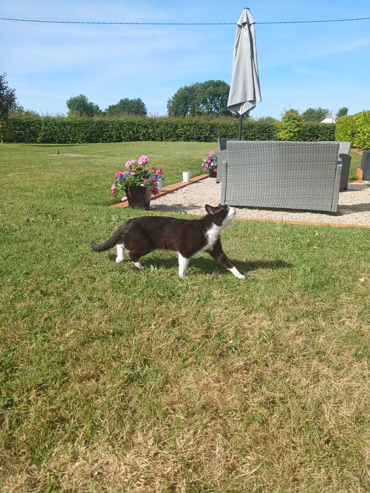 ROS2273, young Mixed Breed for adoption at Roscommon National CAT ADOPTION, Co. Roscommon