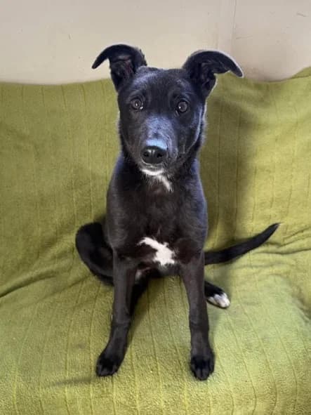MARILLA, male puppy Mixed Breed for adoption at Roscommon National CAT ADOPTION, Co. Roscommon