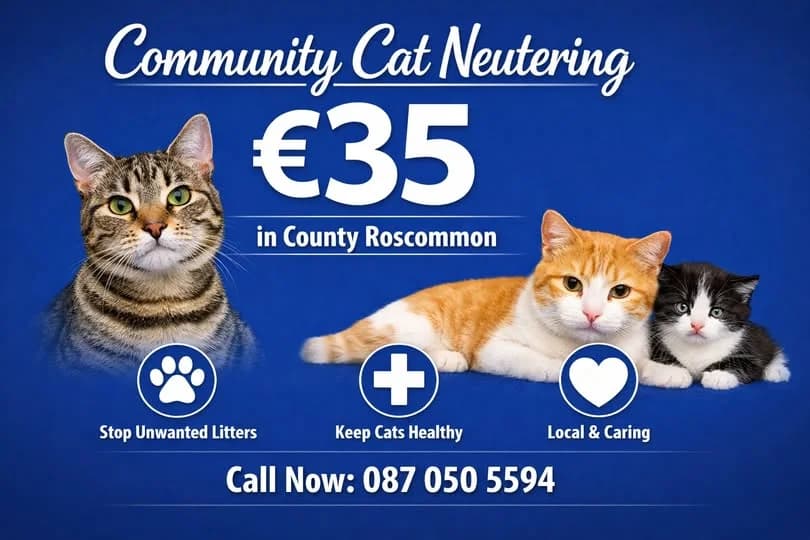 CAT NEUTERING, male puppy Mixed Breed for adoption at Roscommon National CAT ADOPTION, Co. Roscommon