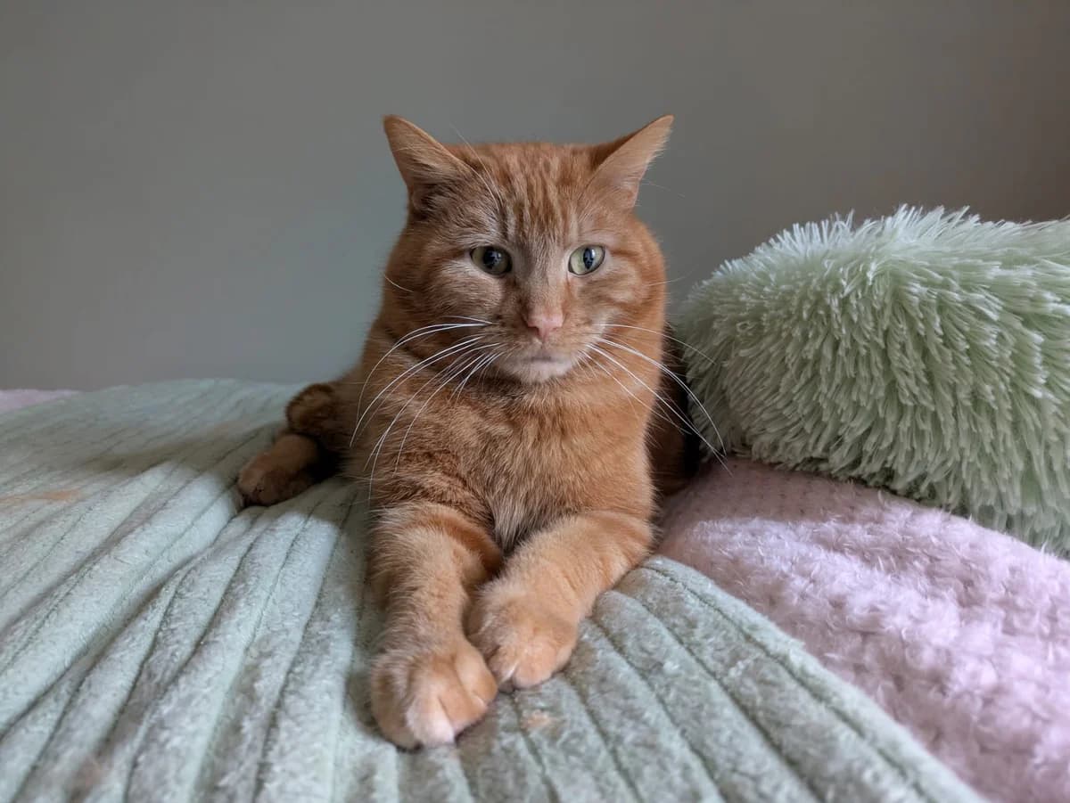 ROS2255, male 5yo Mixed Breed for adoption at Roscommon National CAT ADOPTION, Co. Roscommon