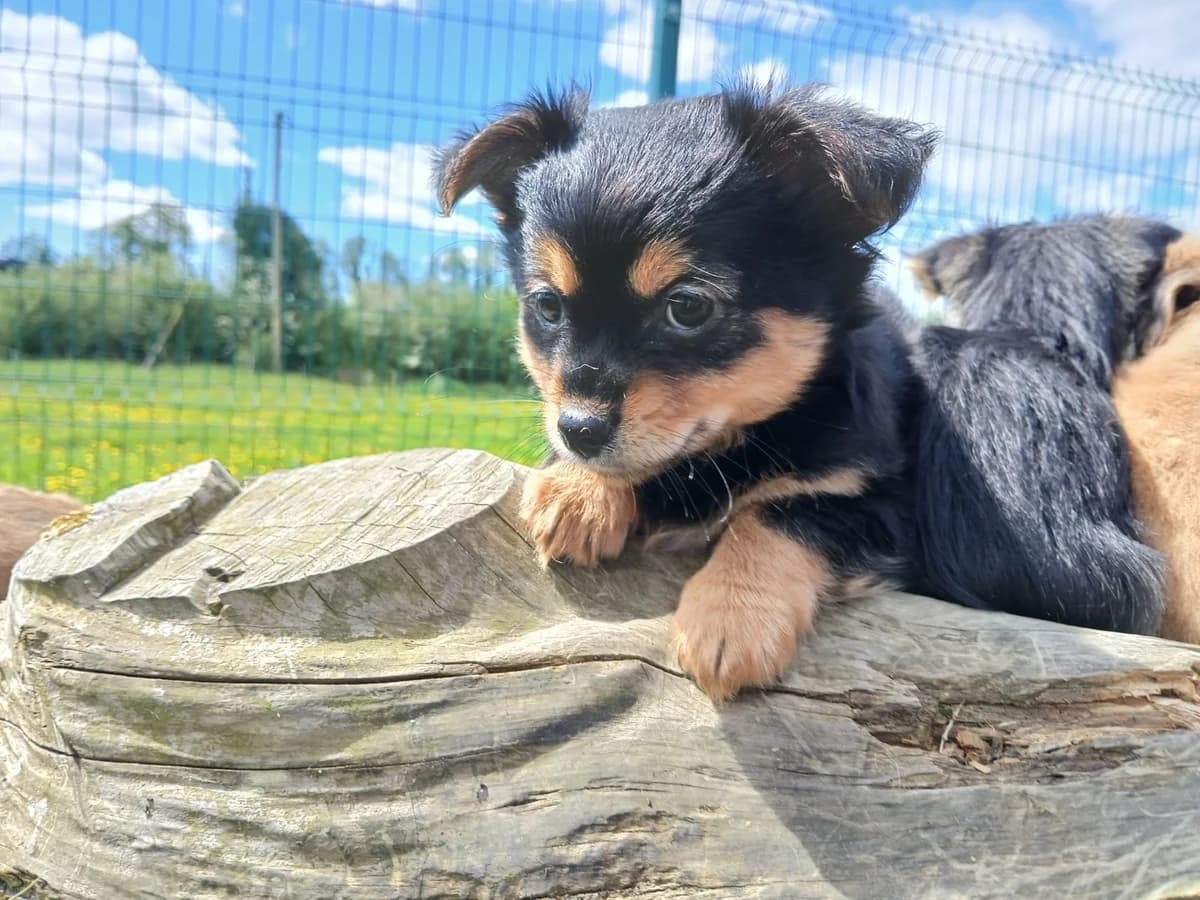 MILLIE ***Applications Closed***, male puppy Mixed Breed for adoption at Roscommon National CAT ADOPTION, Co. Roscommon