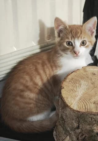 ROS2307, male puppy Mixed Breed for adoption at Roscommon National CAT ADOPTION, Co. Roscommon