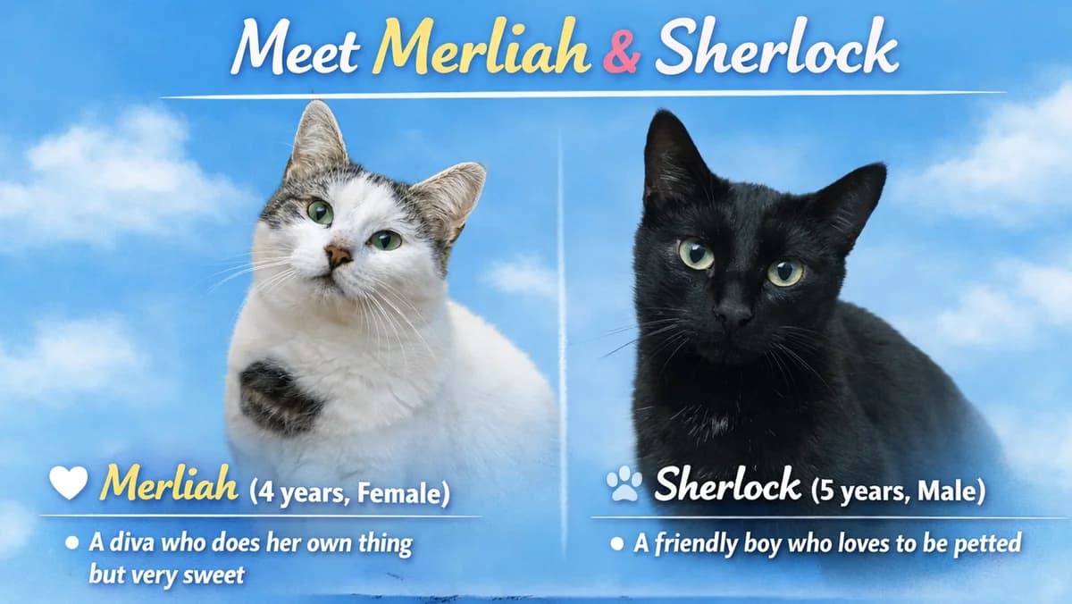 ROS2309, male 4yo Mixed Breed for adoption at Roscommon National CAT ADOPTION, Co. Roscommon