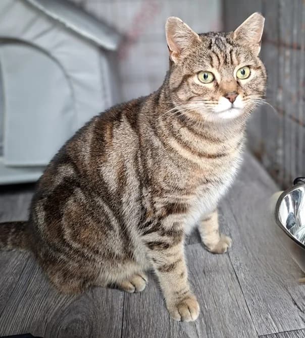 ROS2339, 4yo Mixed Breed for adoption at Roscommon National CAT ADOPTION, Co. Roscommon