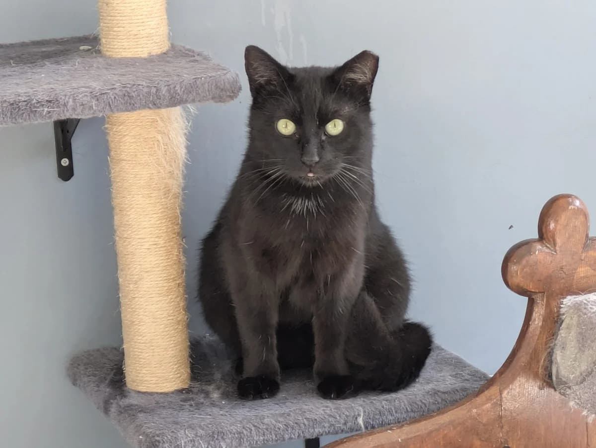 ROS2340, young Mixed Breed for adoption at Roscommon National CAT ADOPTION, Co. Roscommon