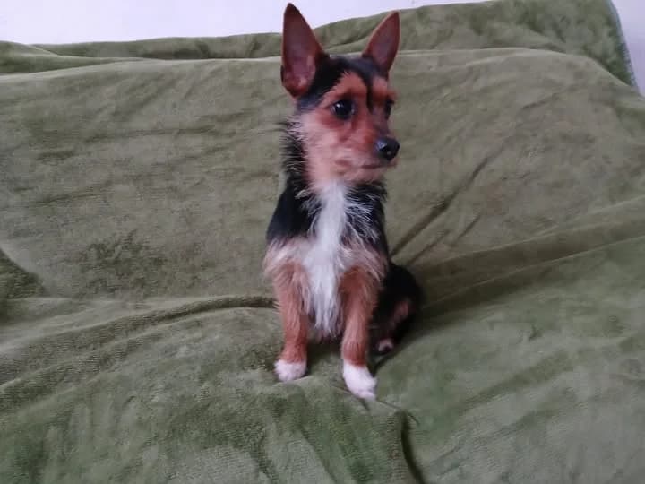 HATTIE, male puppy Mixed Breed for adoption at Roscommon National CAT ADOPTION, Co. Roscommon