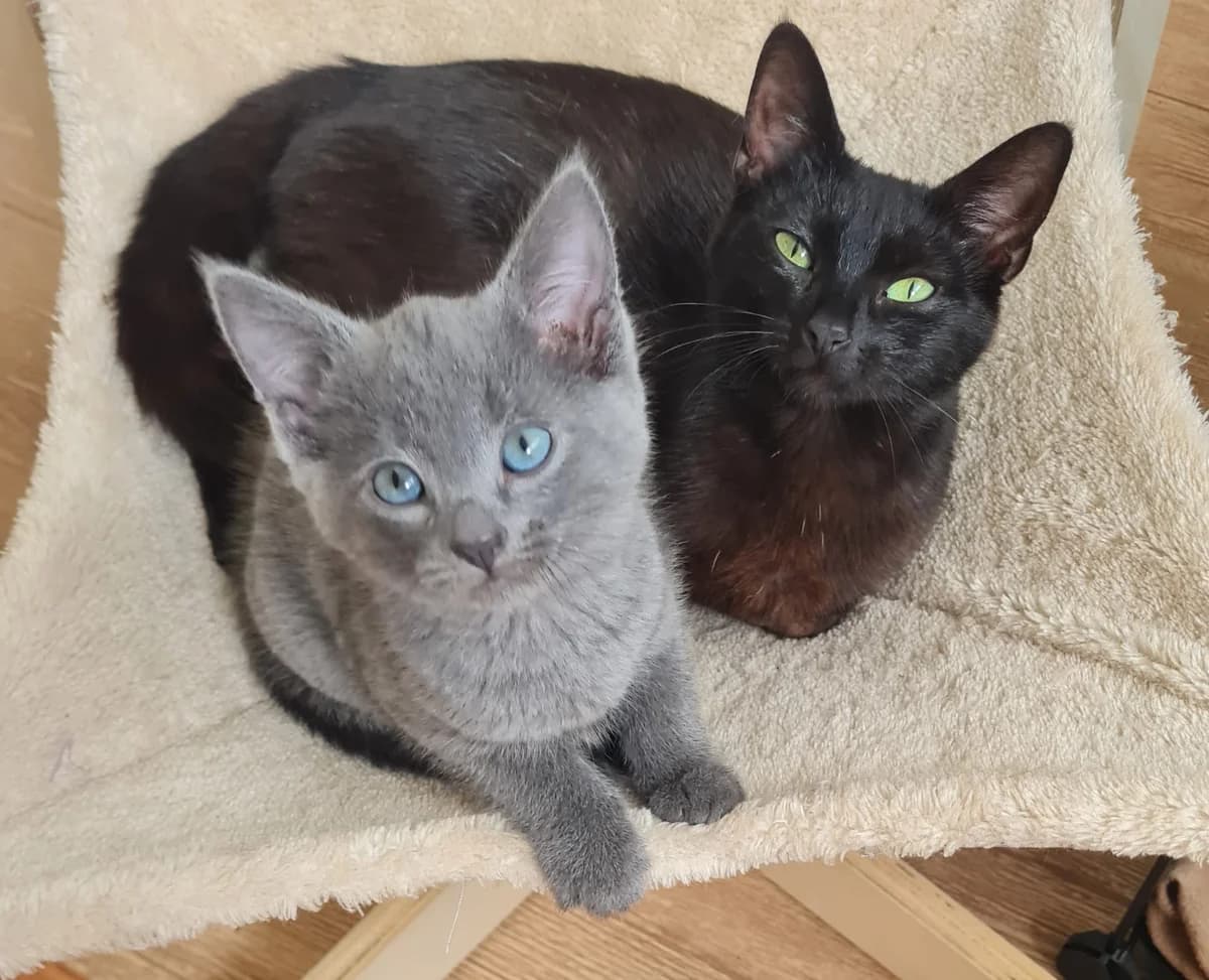 ROS2288, young Mixed Breed for adoption at Roscommon National CAT ADOPTION, Co. Roscommon