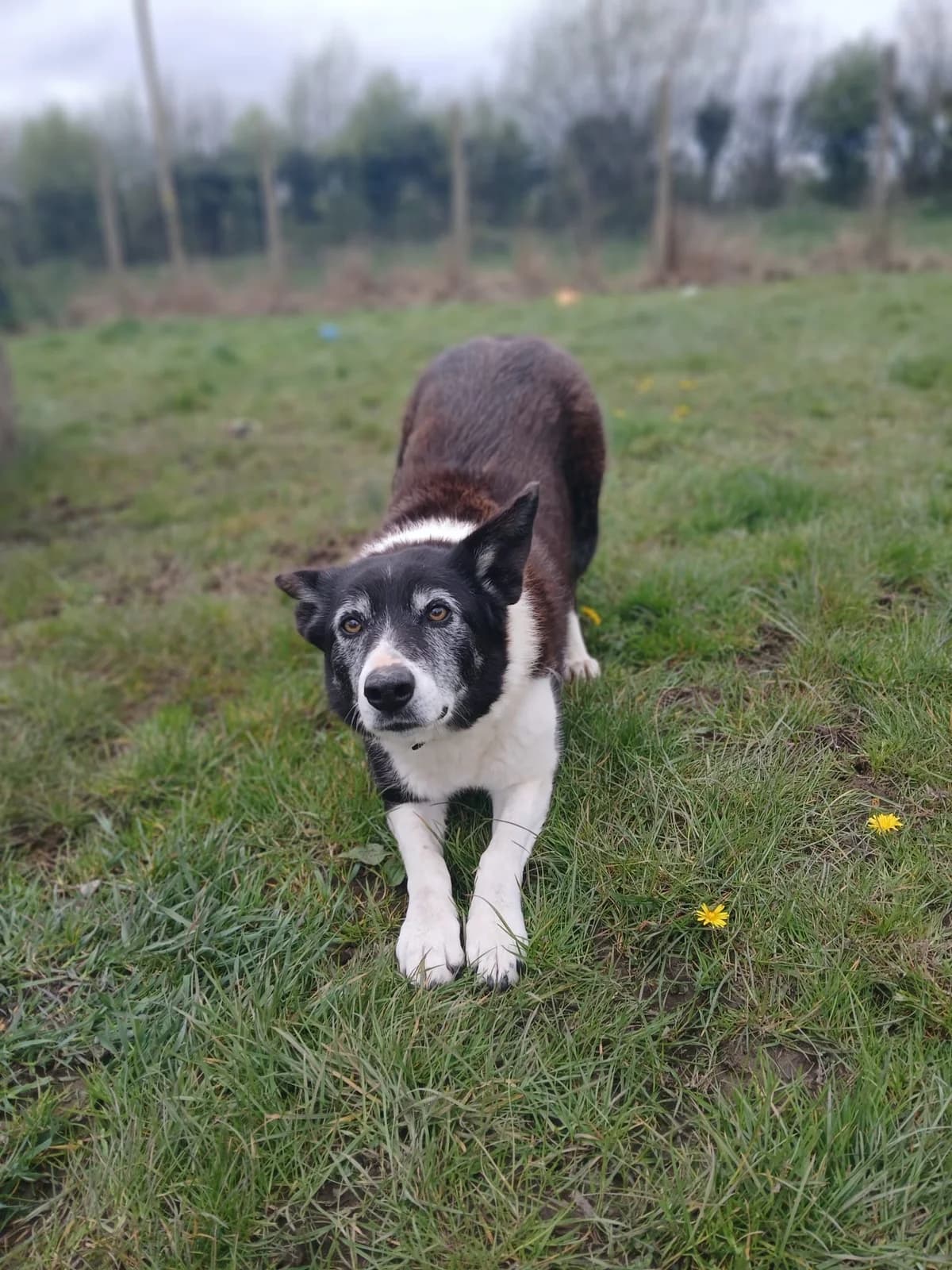 LUCY, male senior Mixed Breed for adoption at Roscommon National CAT ADOPTION, Co. Roscommon
