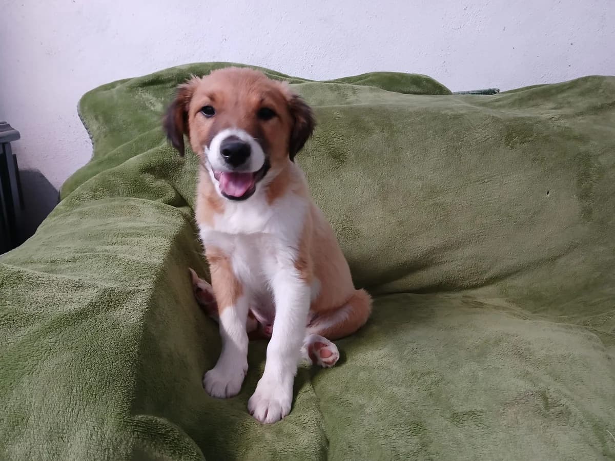 HULK, male puppy Mixed Breed for adoption at Roscommon National CAT ADOPTION, Co. Roscommon