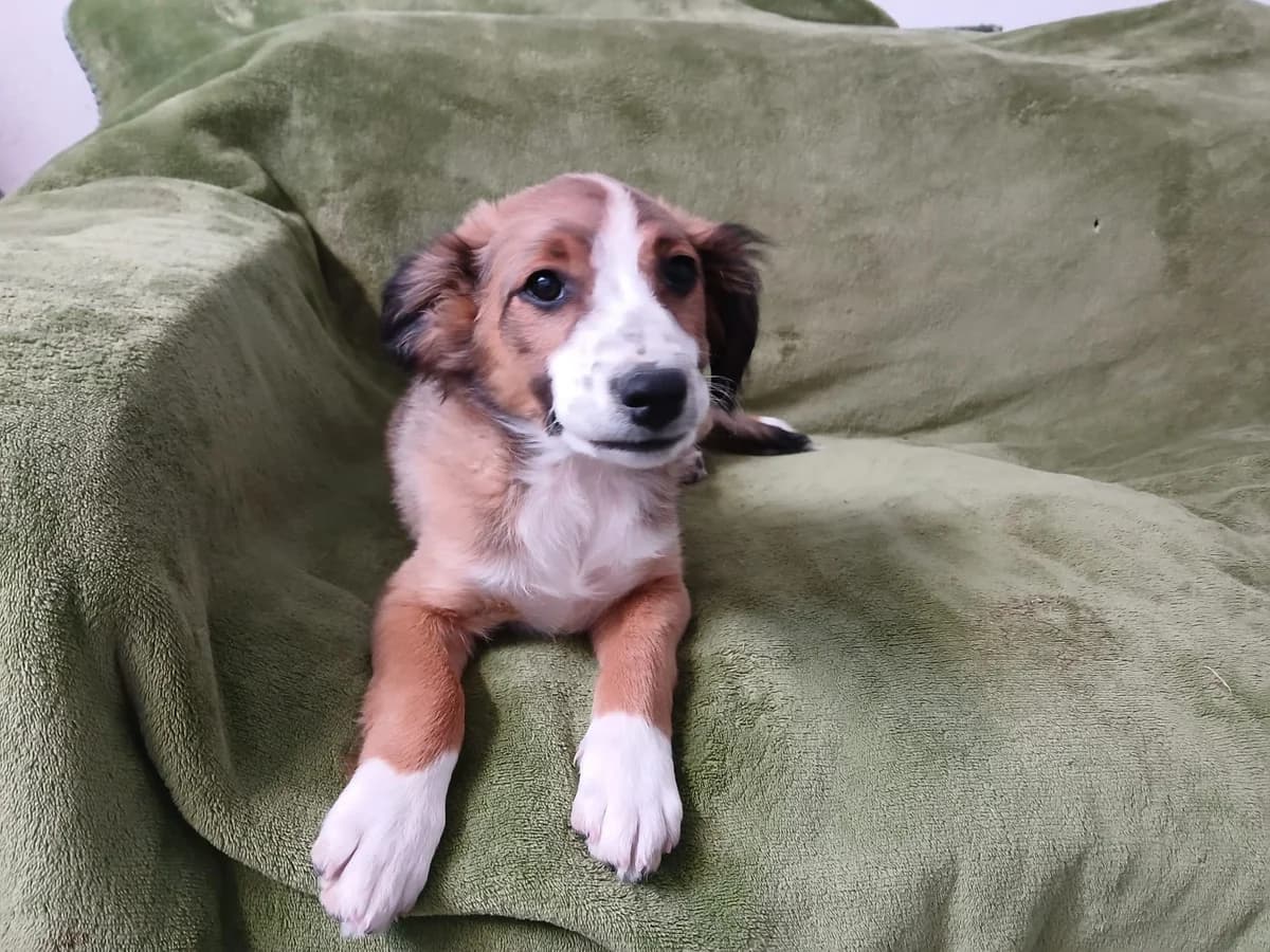 HARRY, male puppy Mixed Breed for adoption at Roscommon National CAT ADOPTION, Co. Roscommon