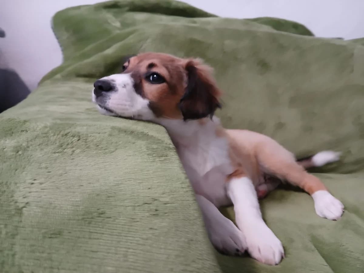 BELLE, male puppy Mixed Breed for adoption at Roscommon National CAT ADOPTION, Co. Roscommon
