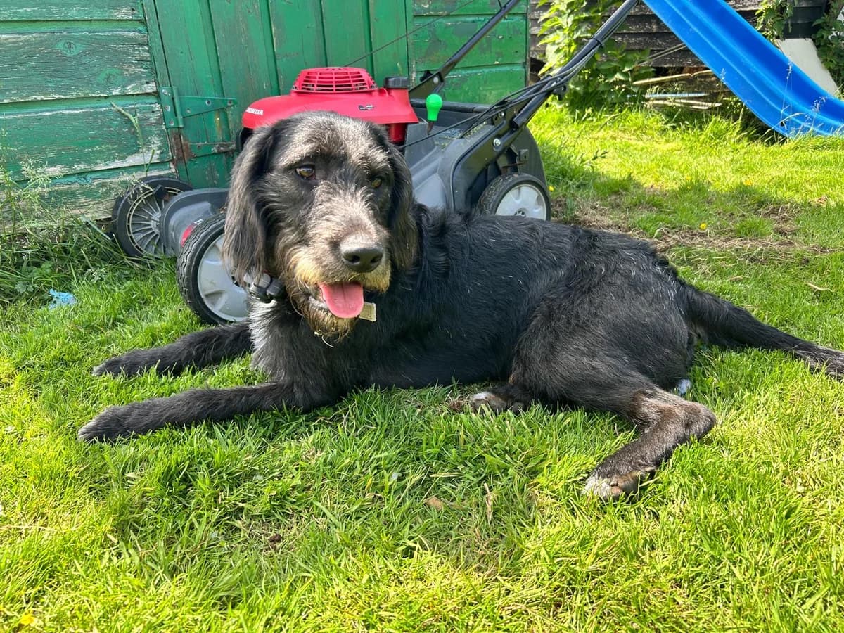 SIRIUS, male young Mixed Breed for adoption at Roscommon National CAT ADOPTION, Co. Roscommon