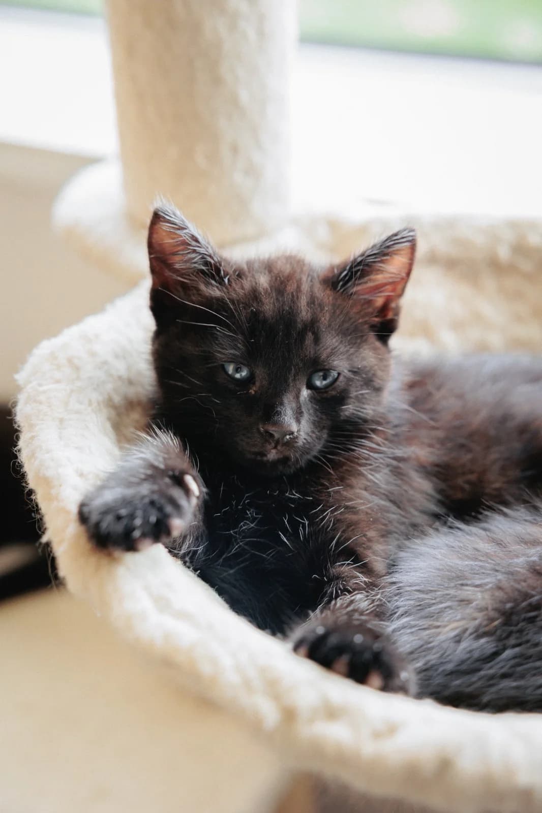 ROS2326, male puppy Mixed Breed for adoption at Roscommon National CAT ADOPTION, Co. Roscommon