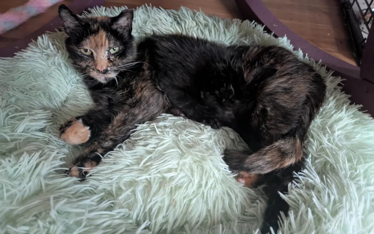ROS2267, male 4yo Mixed Breed for adoption at Roscommon National CAT ADOPTION, Co. Roscommon