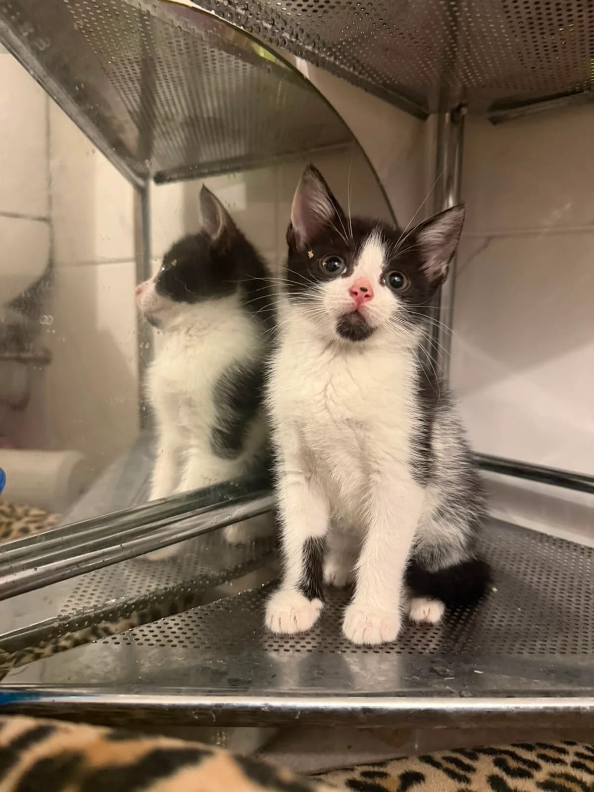 ROS2312A, male puppy Mixed Breed for adoption at Roscommon National CAT ADOPTION, Co. Roscommon
