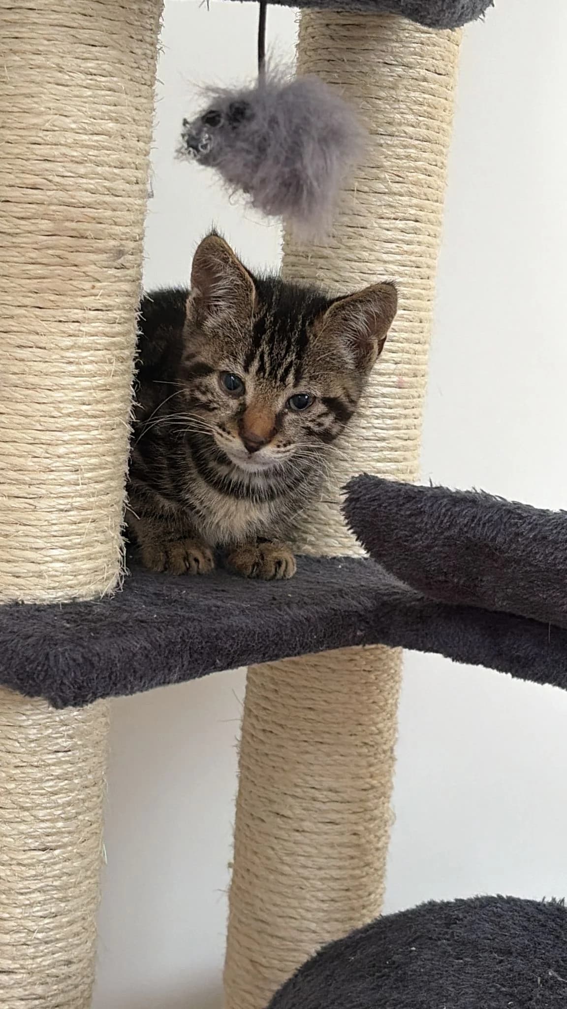 ROS2287B, male puppy Mixed Breed for adoption at Roscommon National CAT ADOPTION, Co. Roscommon