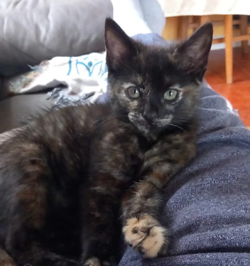 ROS2343, male puppy Mixed Breed for adoption at Roscommon National CAT ADOPTION, Co. Roscommon