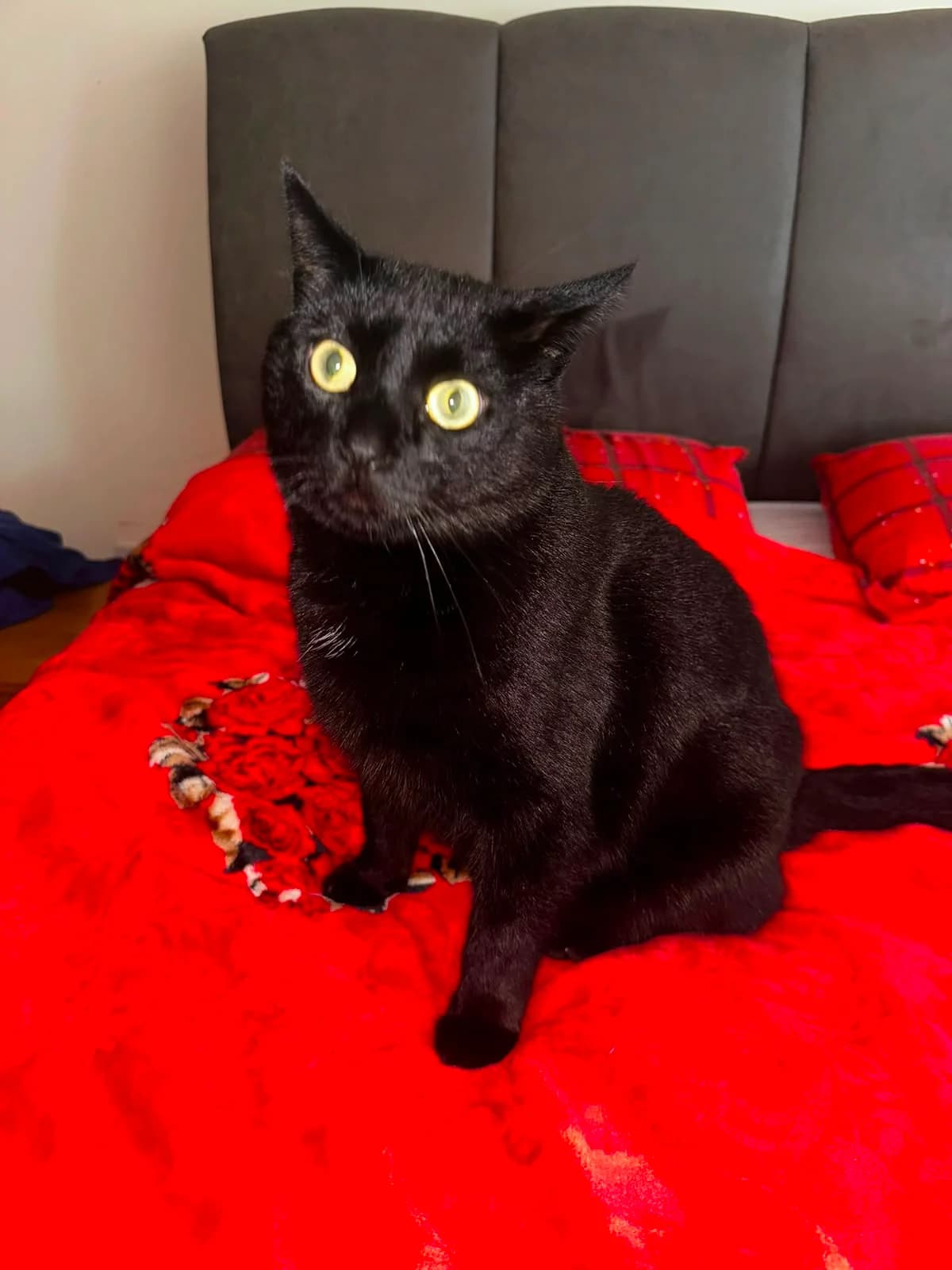 ROS2358, male 3yo Mixed Breed for adoption at Roscommon National CAT ADOPTION, Co. Roscommon