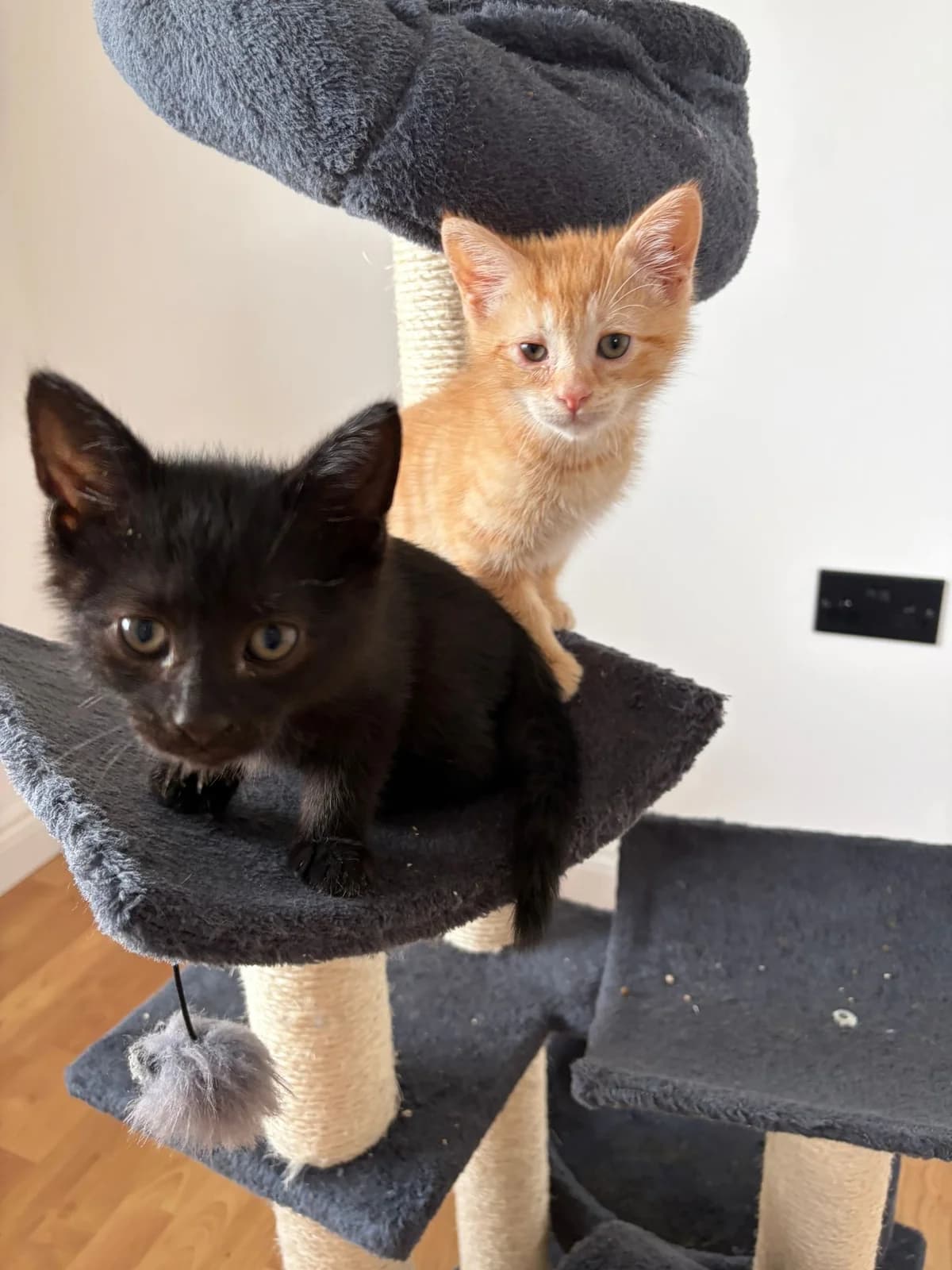 ROS2348 2 Siblings, male puppy Mixed Breed for adoption at Roscommon National CAT ADOPTION, Co. Roscommon