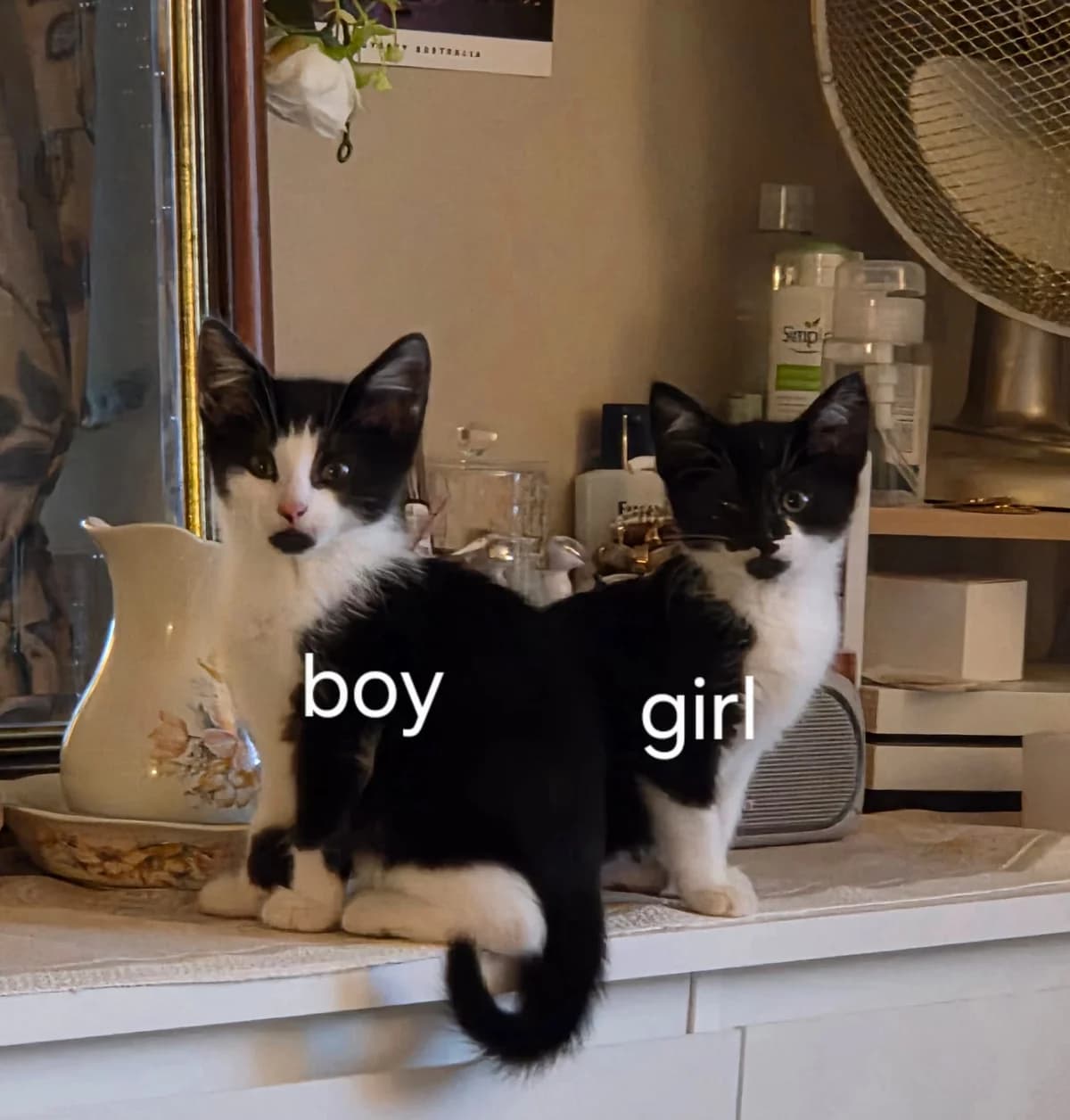 ROS2359 2 Kittens, male puppy Mixed Breed for adoption at Roscommon National CAT ADOPTION, Co. Roscommon